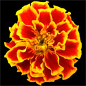 Marigold