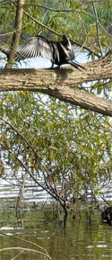 Anhinga at lake alice