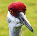 sandhill crane